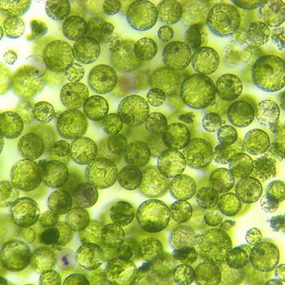 Cover image for research topic "Methods, Applications, and Protocols in Plant Science: Network Modeling-guided Understanding of Gene Regulation in Plants"
