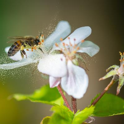 Cover image for research topic "Exploring the Bee Microbiome: Distributions, Interactions, and Functions"