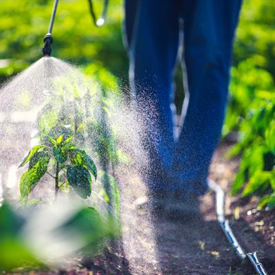 Cover image for research topic "Recent Advances on Nitrogen Use Efficiency in Crop Plants and Climatic Challenges"