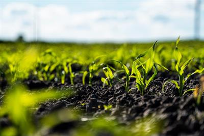 Cover image for research topic "Phytoremediation of Heavy Metal Contaminated Soil: Technology, Mechanism, and Implementation"