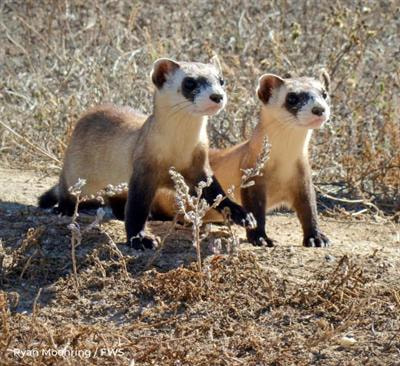 Cover image for research topic "Imperiled Species Recovery Under the U.S. Endangered Species Act"