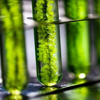 Cover image for research topic "Natural Products as a Source for Novel
Antimicrobials"
