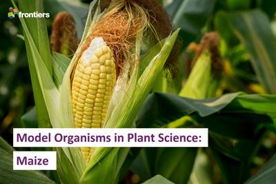 Cover image for research topic "Model Organisms in Plant Science: Maize"