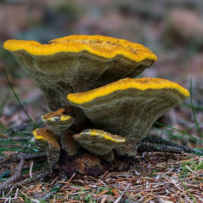 Cover image for research topic "Gene Regulation of Fungal Secondary Metabolism"