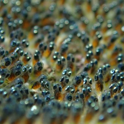 Cover image for research topic "Exploring the Developmental Plasticity and Transgenerational Effects on the Thermal Biology of Aquatic Ectotherms"