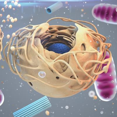 Cover image for research topic "Inflammation and Oxidative Stress in Vascular and Renal Disease: Role of the Inflammasome and Pyroptosis"