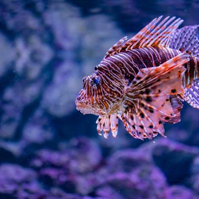 Cover image for research topic "The Relationship Between Nutrition and Stress on Intestinal Health and Reproduction in Aquatic Animals"