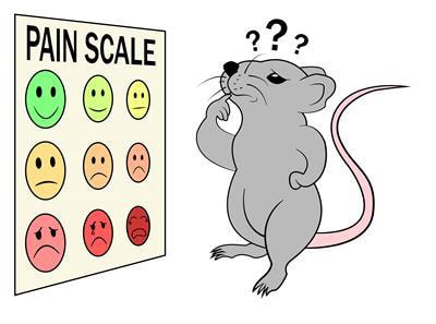 Cover image for research topic "Preclinical Animal Models and Measures of Pain: Improving Predictive Validity for Analgesic Drug Development - Volume II"