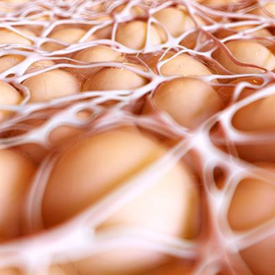 Cover image for research topic "Insights in Cardiovascular Metabolism: 2022"