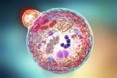 Cover image for research topic "Targeting Autophagy in Cancer Therapy: Focus on Small-Molecule Modulators and New Strategies"