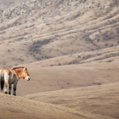 Cover image for research topic "Transboundary Conservation"