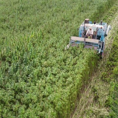 Cover image for research topic "Weed Identification and Integrated Control"