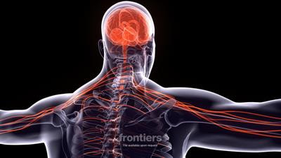 Cover image for research topic "Non-Coding RNAs in Diseases of the Nervous System"