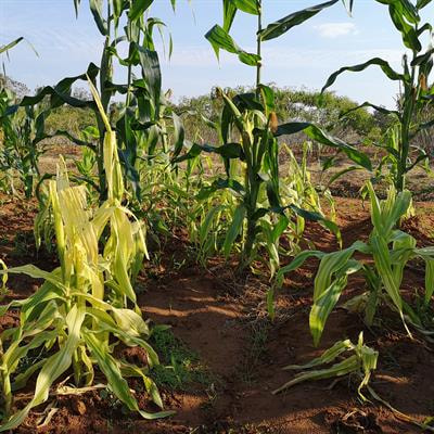 Cover image for research topic "Crop-Microorganisms Interactions: Diseases and Symbioses"