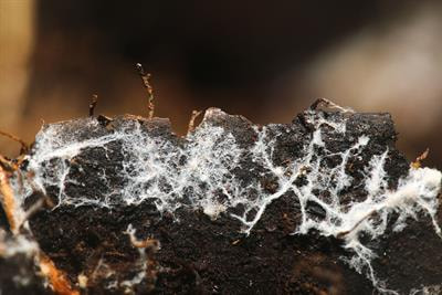 Cover image for research topic "Microbe Assisted Plant Resistance to Abiotic Stresses"