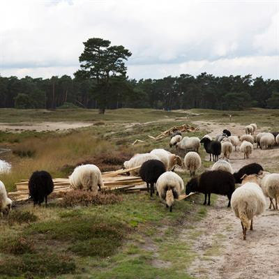 Cover image for research topic "Vaccination Strategies Against Ruminant Infectious Diseases"