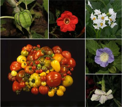 Cover image for research topic "Solanaceae VIII: Biodiversity, Climate Change and Breeding"