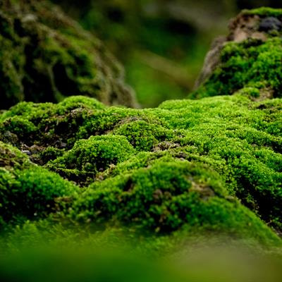 Cover image for research topic "Conscious Perception of Nature and Times of Silence as Resources to Improve Public Mental Health"