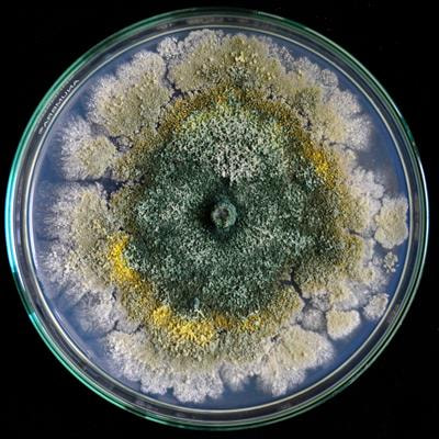 Cover image for research topic "Through Thick and Thin - The Army of Secondary Metabolites in Plant-Fungi Interactions"