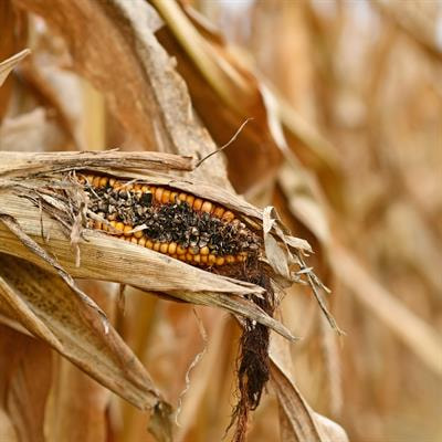 Cover image for research topic "Chemical, Biological, and Biotechnological Control of Parasitic Weeds"