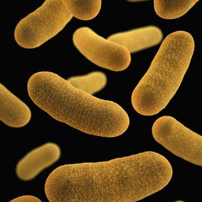 Cover image for research topic "Burkholderia spp.-Transmission, Pathogenesis, Host-pathogen interaction, Prevention and Treatment"