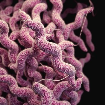 Cover image for research topic "Helicobacter pylori-Transmission, Pathogenesis, Host-pathogen interaction, Prevention and Treatment"