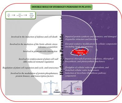 Cover image for research topic "Recent insights into the double role of hydrogen peroxide in plants"