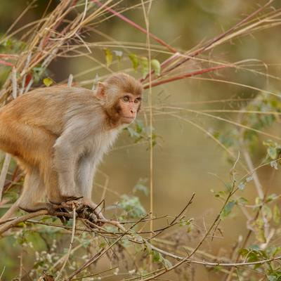 Cover image for research topic "Behavioral and Physiological Adaptations of Mammals and Birds to Anthropogenic Disturbances"