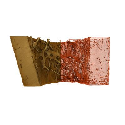 Cover image for research topic "Crosstalk between Bone and other Cells"