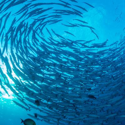 Cover image for research topic "Impact of Extreme Climate Events on Marine Ecosystems: Adaptation and Challenges"