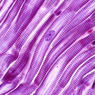 Cover image for research topic "Molecular and Cellular Mechanisms of Heart Failure: Pathophysiology, pathogenesis and therapeutics"