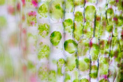 Cover image for research topic "Regulatory Biosynthesis and Modification of Crop Starch"