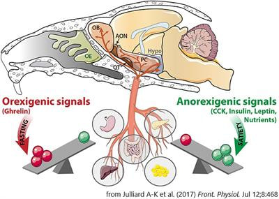 Cover image for research topic "Brain nutrient sensing in the control of energy balance: new insights and perspectives"