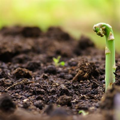 Cover image for research topic "Bioinoculants with Nano-compounds to Improve Soil Health: A Step Toward Sustainable Agriculture"