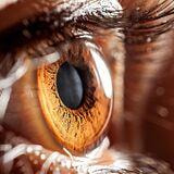Cover image for research topic "Metabolomics in Human and Animal Ophthalmic Research"