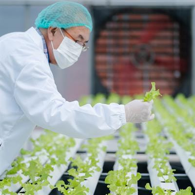 Cover image for research topic "Developing High-Yielding Plant Cell Bio-factories for High-Value Low-Volume Phytochemicals"