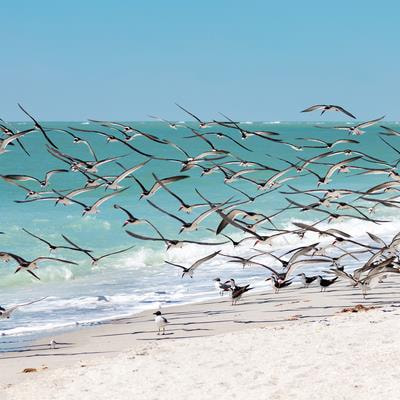 Cover image for research topic "Coastal Ecotones under Anthropogenic Influences: Conservation, Restoration and Realignment"