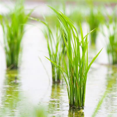 Cover image for research topic "Advances in Breeding for Waterlogging Tolerance in Crops"