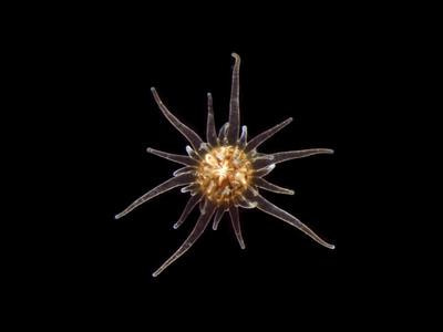 Cover image for research topic "Aiptasia: a Model System in Coral Symbiosis Research"