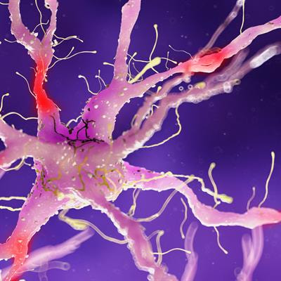 Cover image for research topic "New Insights into Neurodevelopmental Disorders and Neurodegeneration Diseases: Molecular Basis and Clinical Perspectives"