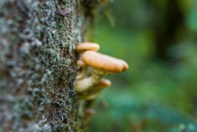 Cover image for research topic "Comprehensive Mechanism of Edible Fungus Polysaccharide in Immunomodulatory, Anti-inflammatory, and Hypoglycaemic Effect"