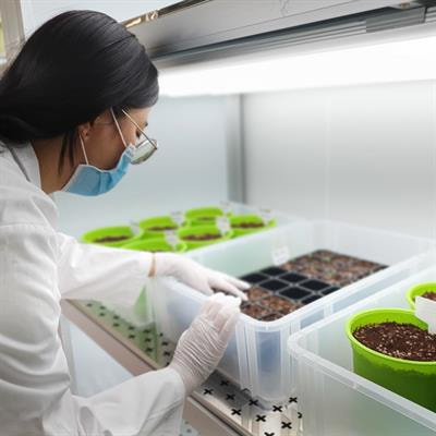 Cover image for research topic "Genome Editing Technology in Polyploid Crops"