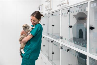 Cover image for research topic "Rising Stars in Veterinary Regenerative Medicine: 2022"