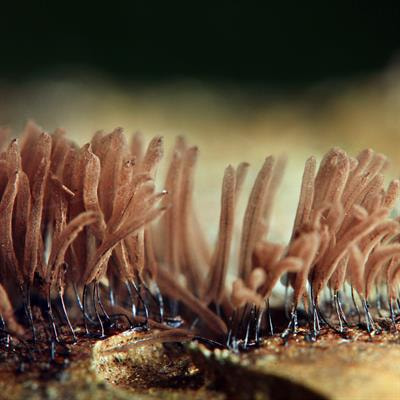 Cover image for research topic "Plant Probiotics: Recent and Future Prospects"