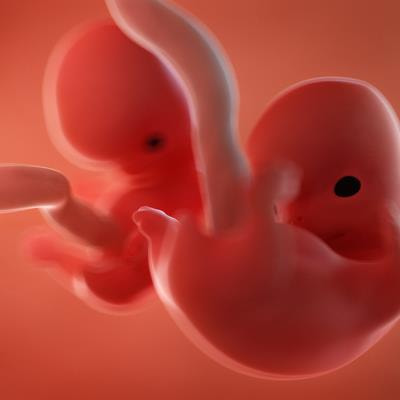 Cover image for research topic "Neurodevelopment: Parental Influences, In Utero Exposures, and Genetics"