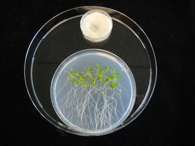 Cover image for research topic "Microbial Volatiles and Communication"