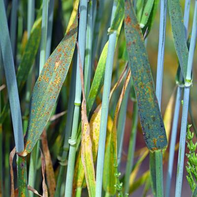 Cover image for research topic "Fungal Wheat Diseases: Etiology, Breeding, and Integrated Management, Volume II"