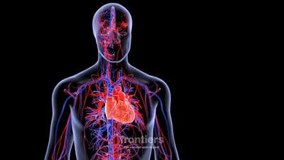 Cover image for research topic "Gaseous Signalling Molecules: Cardiovascular Significance and Molecular Mechanisms"