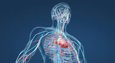 Cover image for research topic "Model Organisms and Experimental Models: Opportunities and Challenges in Vascular Physiology Research"