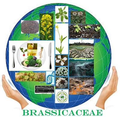 Cover image for research topic "The Brassicaceae — Agri-Horticultural and Environmental Perspectives"